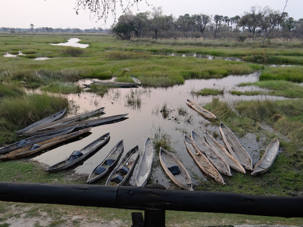 Mokoro boats at Oddballs camp Okavango Delta Moremi