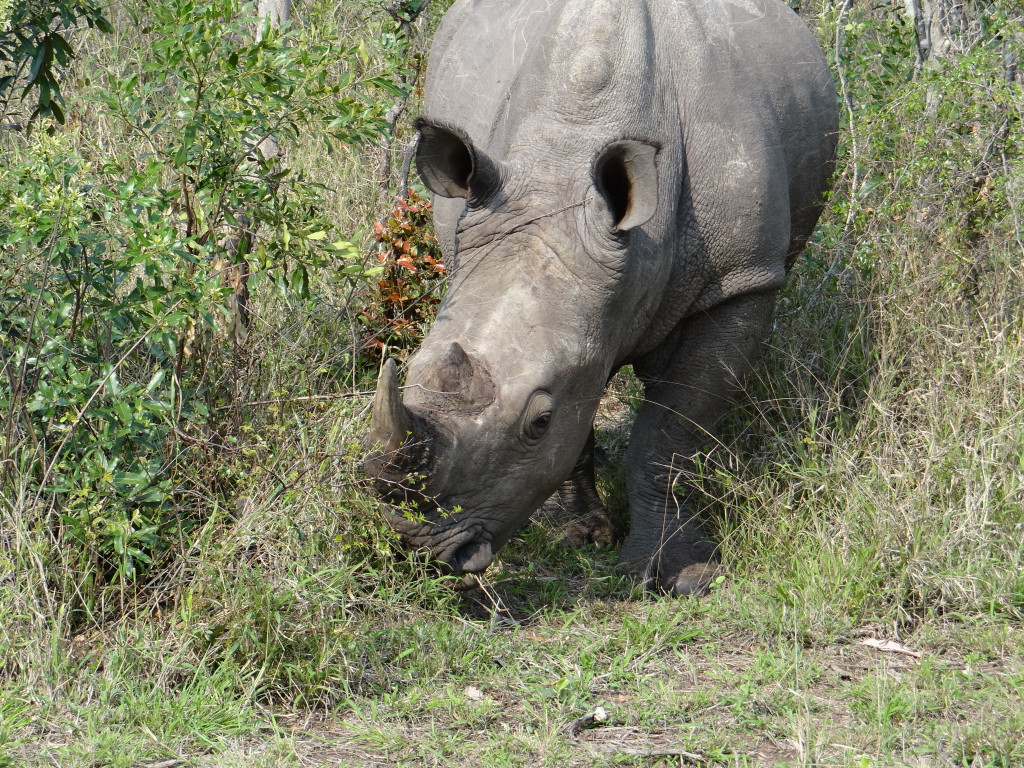 Rhino - Big 5 in South Africa safari in Sabi Sands Game Reserve the safari itinerary