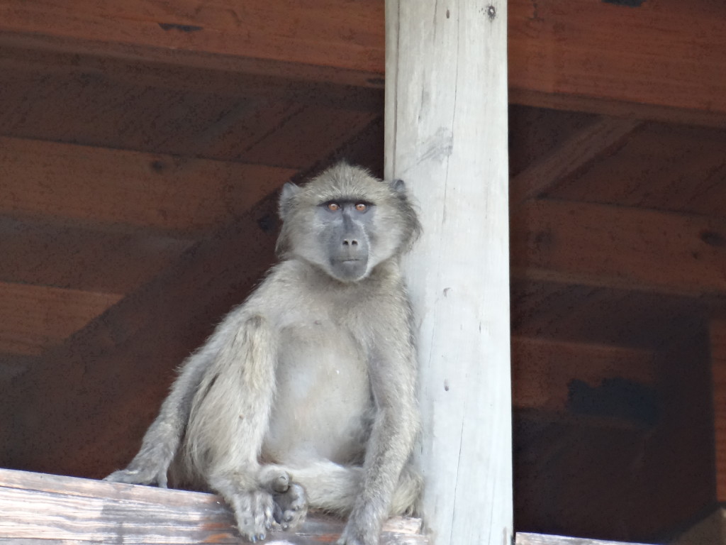 Monkey in South Africa - award flight IAD to JNB