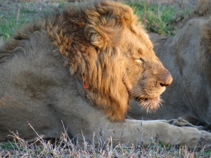 Lion Big 5 animal on safari in South Africa Sabi Sands in Kruger