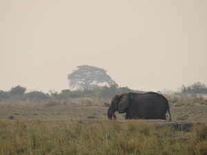Elephant in Botswana on safari in Chobe - good safari planning achieved this