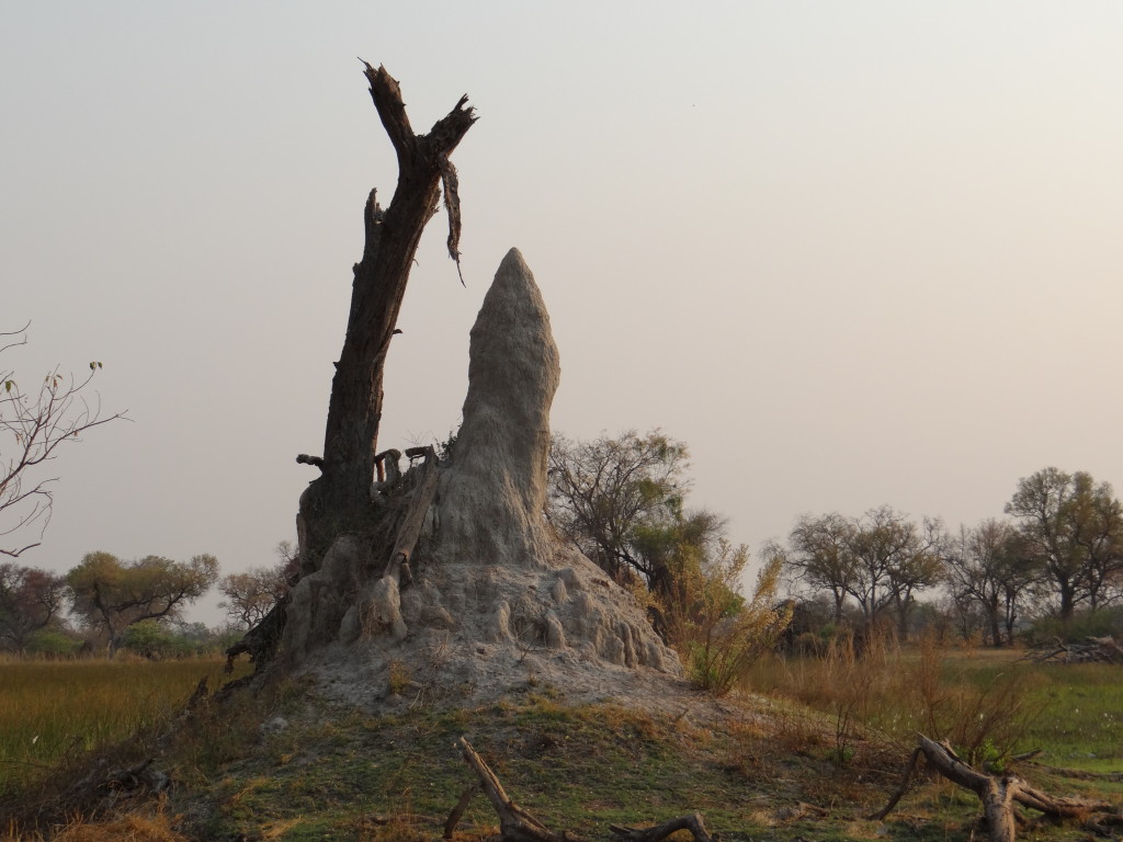 Termite hill in Okavango Delta