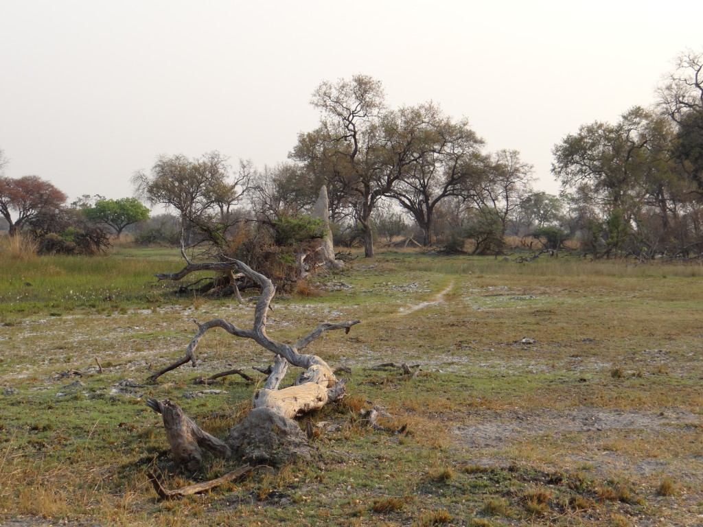 Okavango Delta landscape on walking safari Botswana