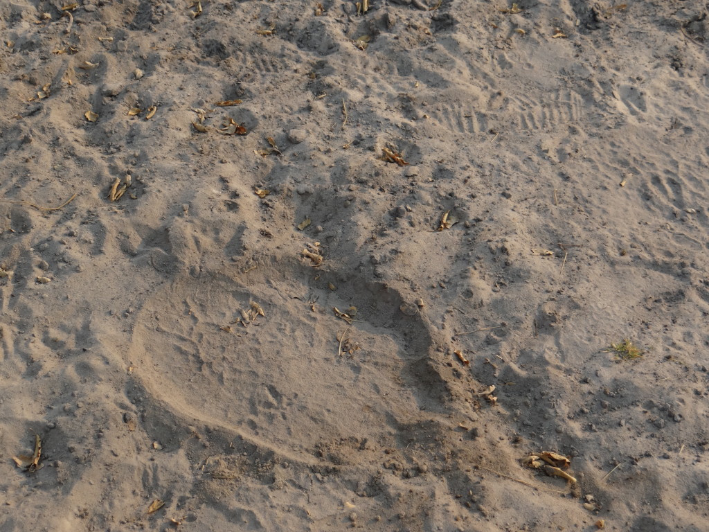 Animal pawprint in sand on walking safari in Botswana