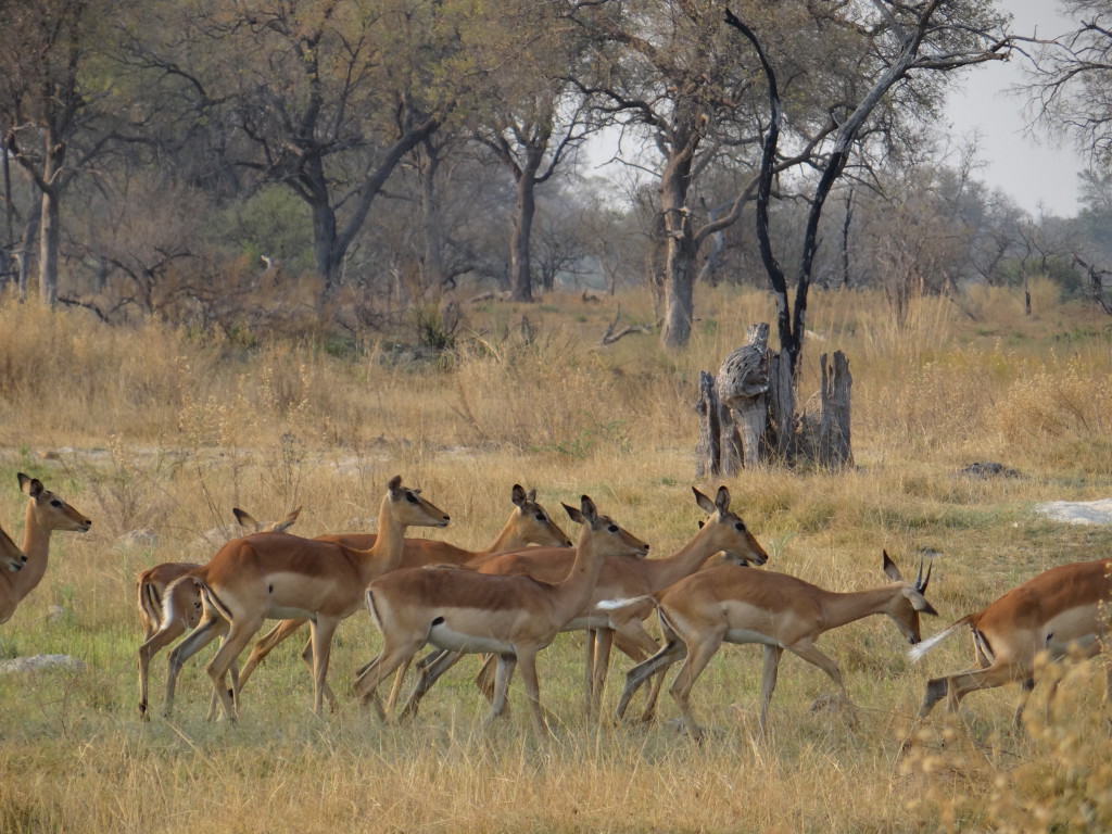 Impala group in Botswana seen on walking safari in Okavango Delta