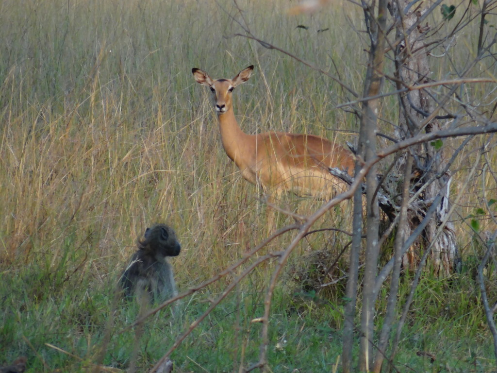 Impala and monkey on the walking safari in botswana