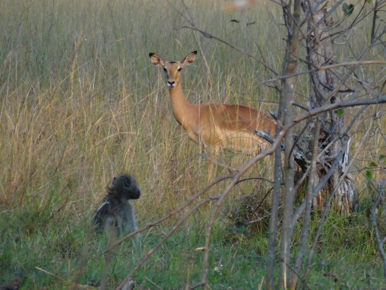 Impala and monkey on safari
