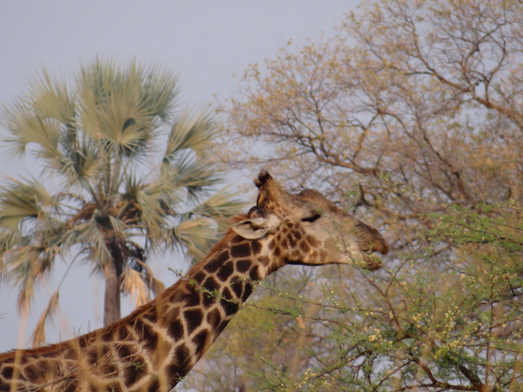Giraffe Botswana on walking safari in Okavango Delta mokoro 