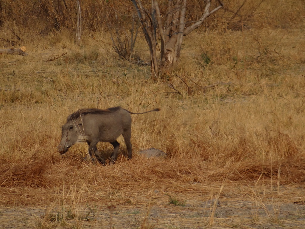 Warthog on walking safari in Botswana