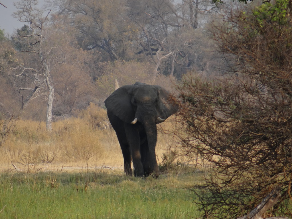 Elephant Okavango Delta