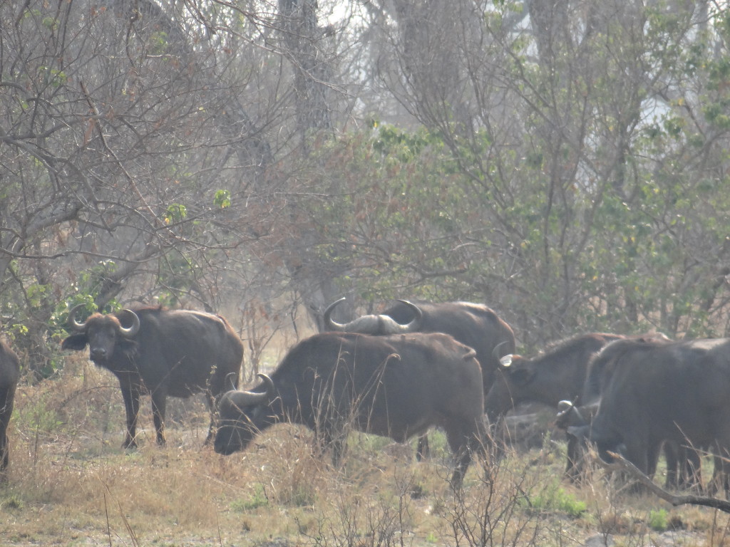 Buffalo herd in Okavango Delta