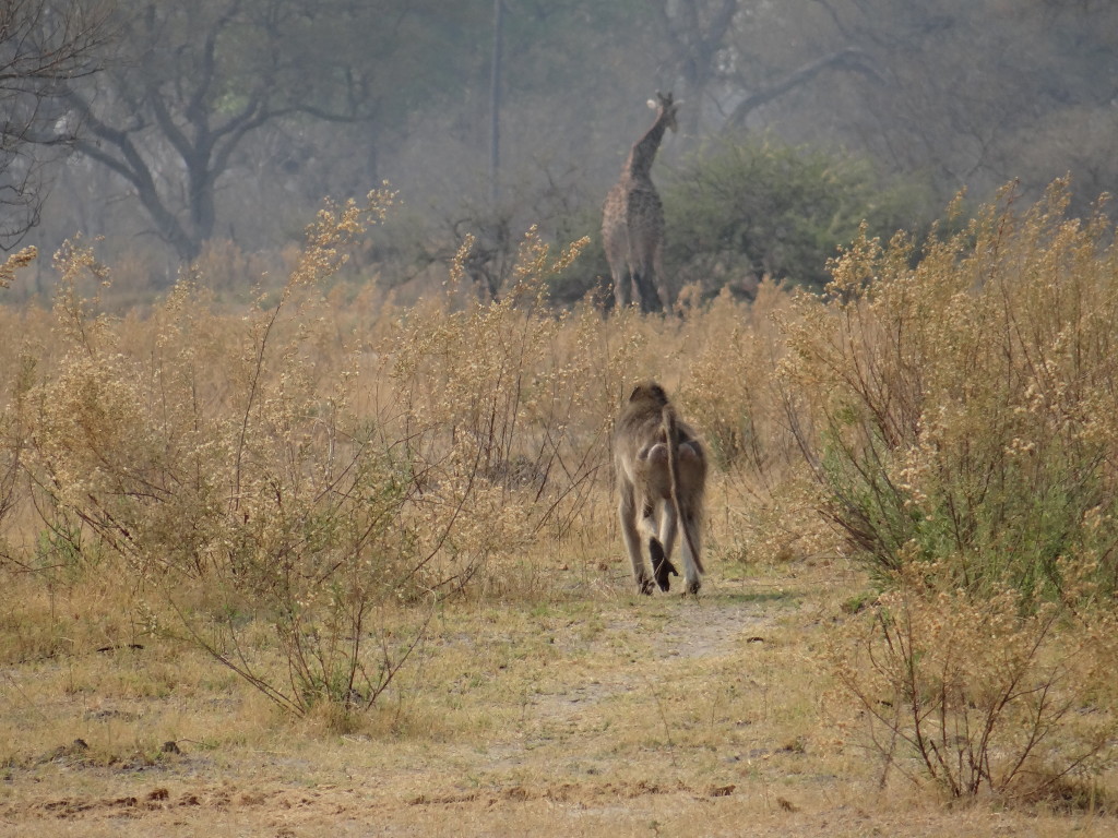 Giraffe and Monkey in Botswana