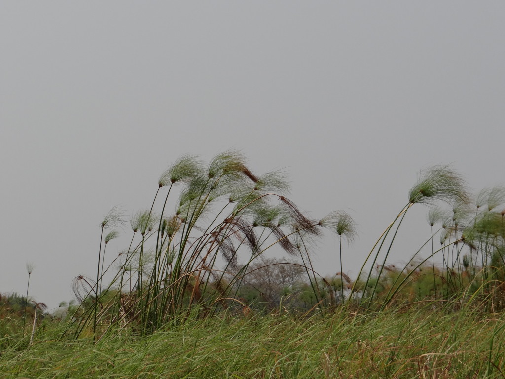 Reeds blowing in the wind in Okavango Delta as we begin our walking safari
