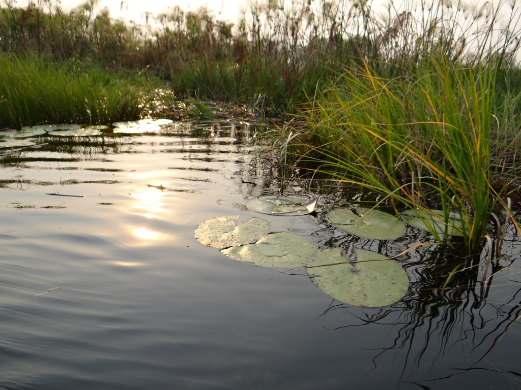 The waters of the Okavango Delta