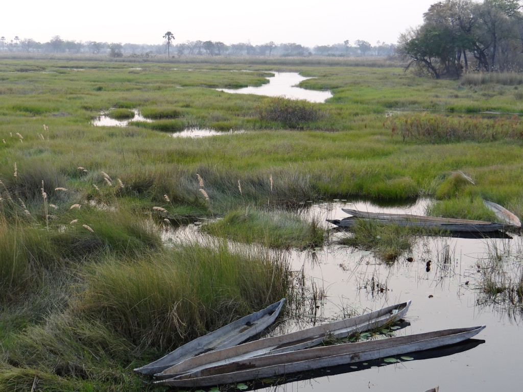 Oddballs' Camp in Okavango Delta