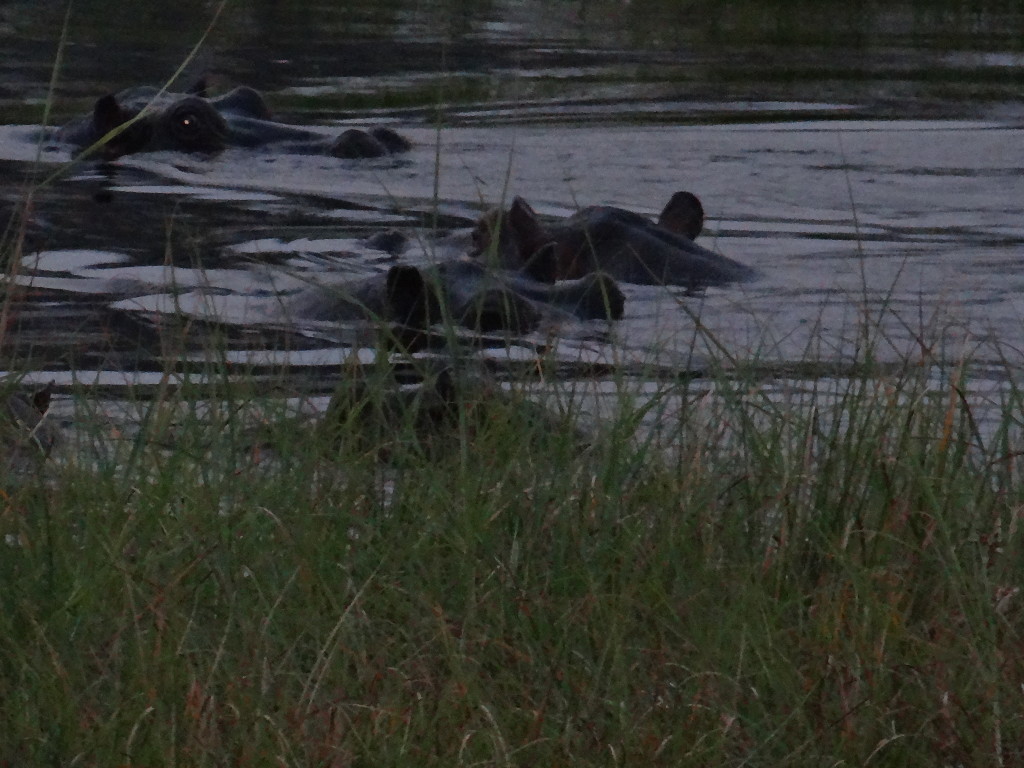 Group of Hippos at night in water
