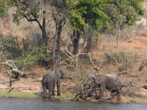 Along the riverbank in Chobe National Park
