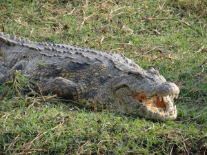 What big (and sharp) teeth you have!