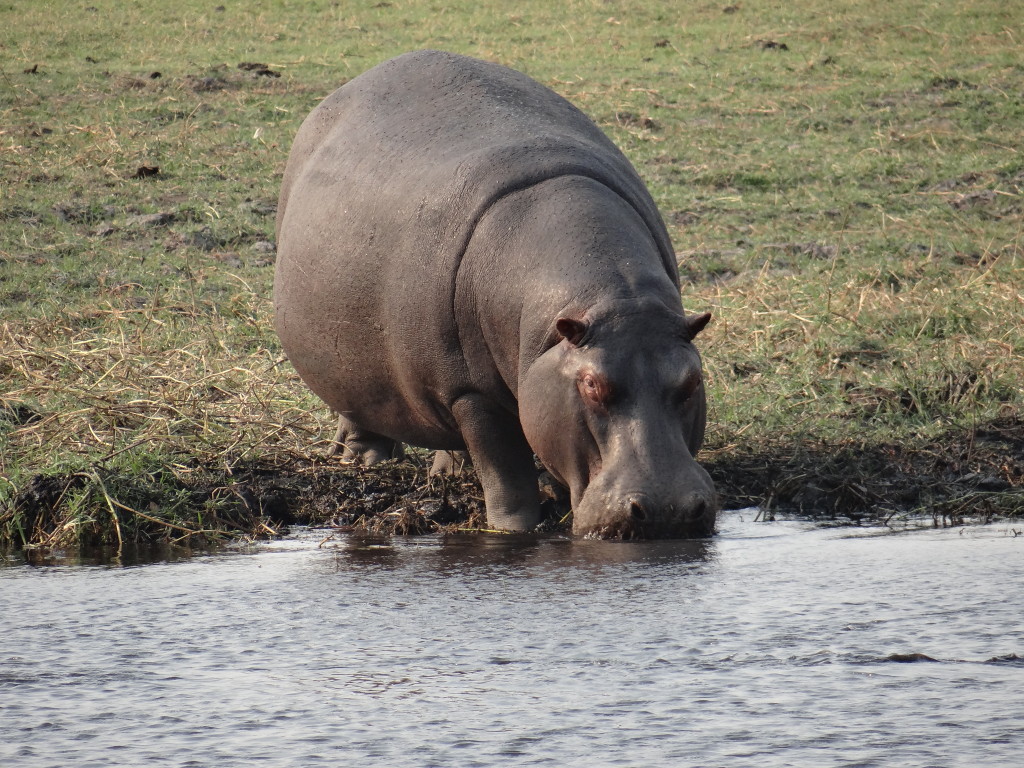 Hippos on safari in Botswana Chobe Safari Park
