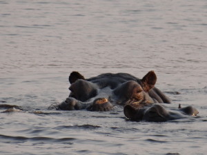 Hippo - Chobe River