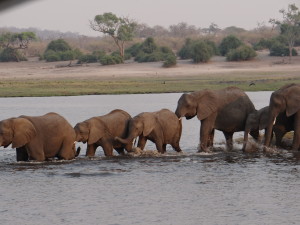 Time for a swim in Chobe River