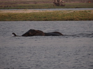 A bit of a water hazard in the water at Chobe