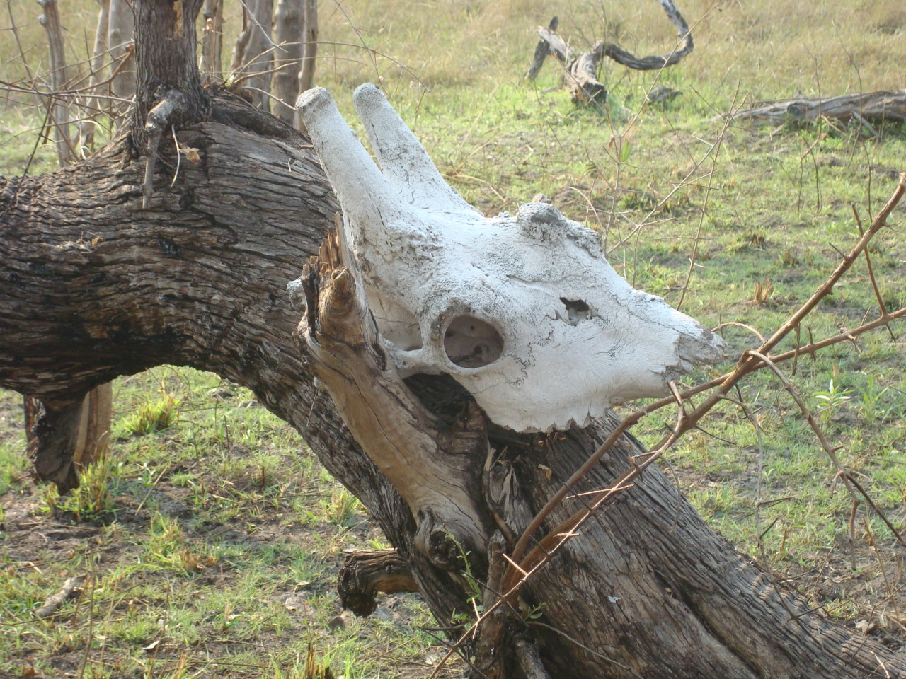 Okavango Delta skeleton