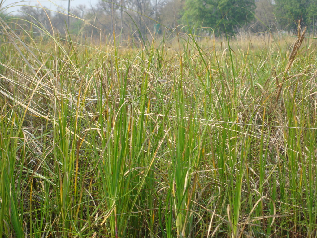 Okavango Delta reeds