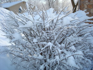 Snow on branches of tree
