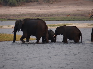 Elephants swimming in river at Chobe
