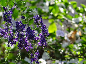 Chobe Safari Lodge garden