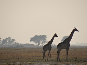Safari Giraffes Botswana