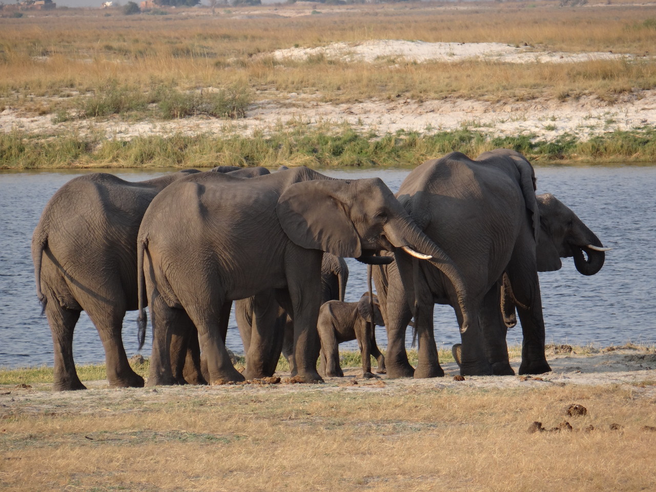 Elephants in Chobe Botswana