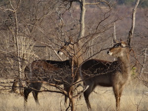 Waterbuck at camp - get ready to run guys!