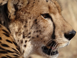What a pretty face -