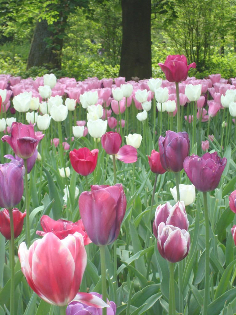 Keukenhof Tulips Amsterdam