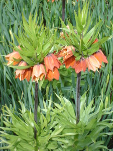 Flowers Amsterdam Keukenhof Gardens