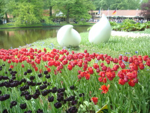 Tulips Amsterdam Keukenhof Gardens