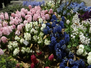 Fragrant garden from UK Philadelphia flower show