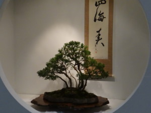 Bonsai display Philadelphia Flower SHow