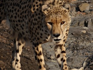 The Elephant Camp Cheetah Sylvester