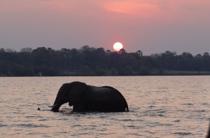 Zambezi River Elephant in Water Crossing Victoria Falls