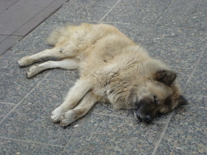 A dog's siesta in Santiago