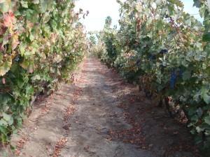 Santiago vineyard