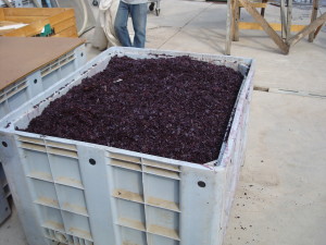 Chile grapes at the winery
