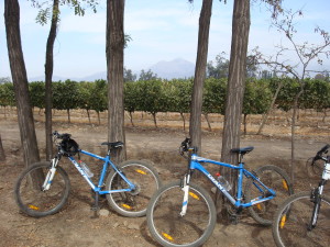Bike Wine Tour Santiago Maipo Valley Wines