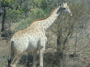 Giraffe Zambia