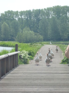 Traffic jam of ducks
