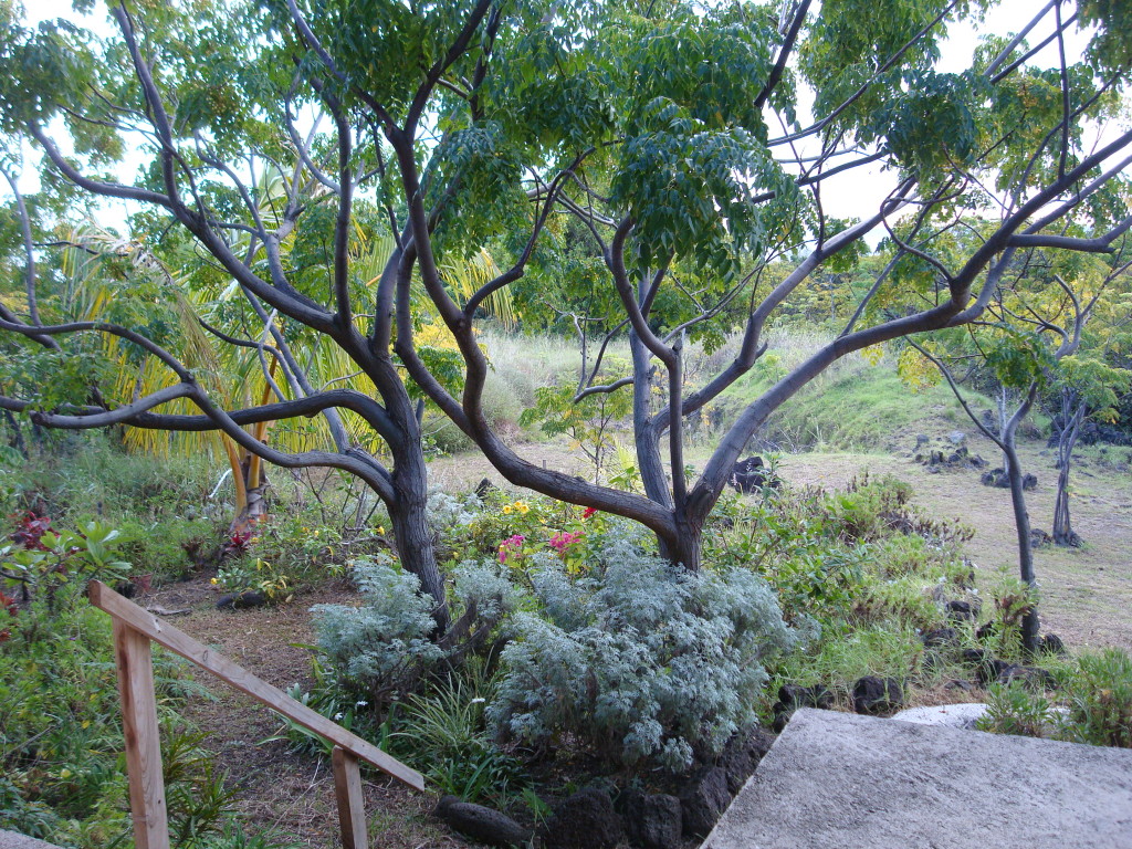 The garden view at Tekarera Inn