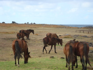 Easter Island Wild Horses